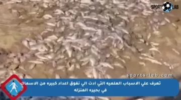 تعرف على الأسباب العلمية التي أدت إلى نفوق أعداد كبيرة من الأسماك في بحيرة المنزلة